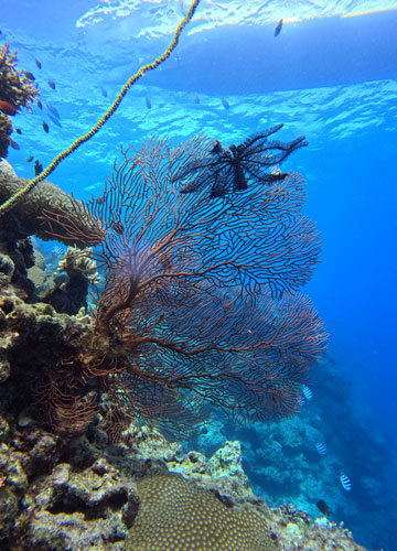 Oceanic Odyssey Charter Fiji Crew