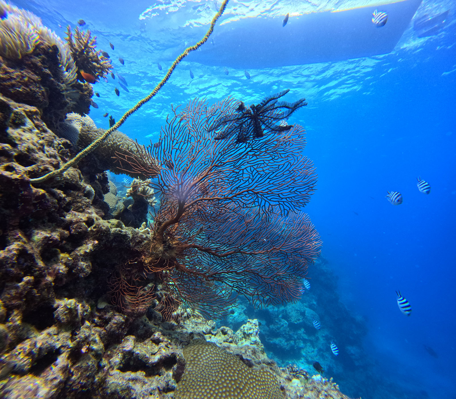 Oceanic Odyssey Charter Fiji Crew